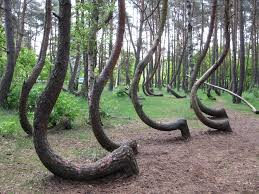 hoia baciu forest